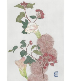 Botanical Drawing - Calla-Continus 2025