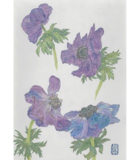 Botanical Drawing - Anémone Bleu 2025