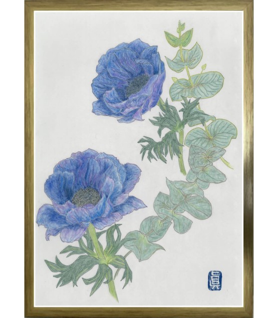 Dessin Botanique - Anémone Bleu 2 2025