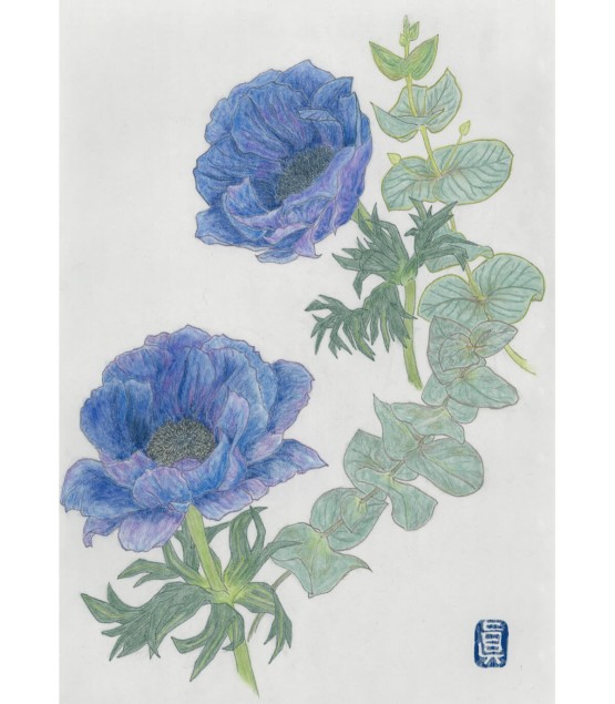 Botanical Drawing - Anémone Bleu 2 2025