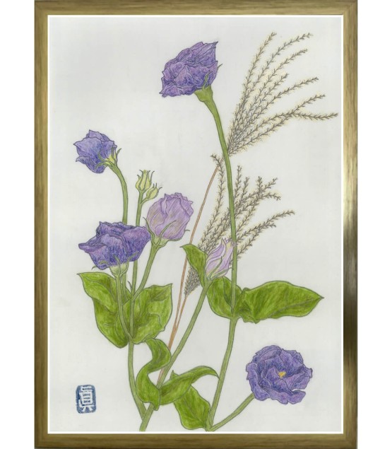 Dessin Botanique - Campanule Bleue-Herbe Argentée 2025