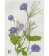 Botanical Drawing - Campanule Bleue-Herbe Argentée 2025