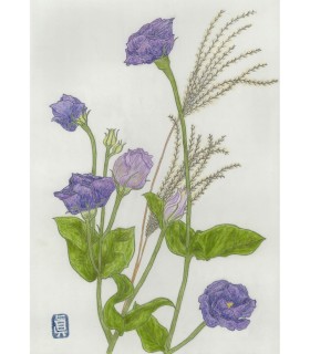 Dessin Botanique - Campanule Bleue-Herbe Argentée 2025
