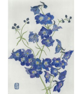 Dessin Botanique - Delphinium Bleu 2025