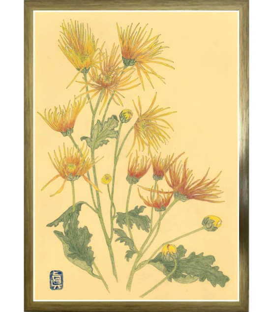 植物画 - Chrysanthème Jaune Orange 2025