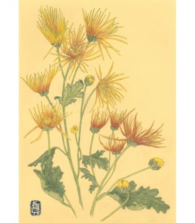 Botanical Drawing - Chrysanthème Jaune Orange 2025