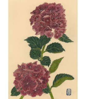 植物画 - Hortensia Bordeaux 2025