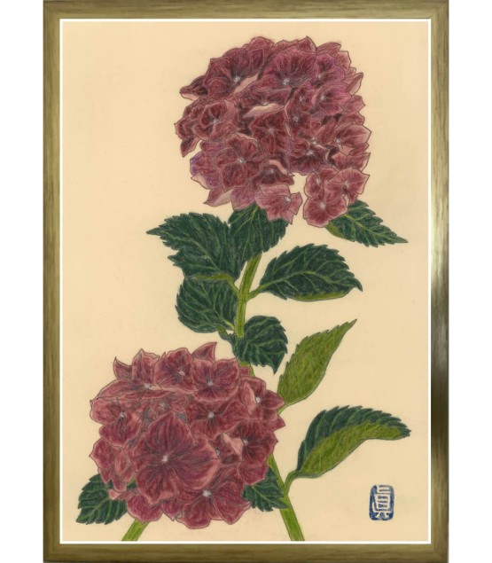 Botanical Drawing - Hortensia Bordeaux 2025