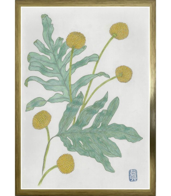 Dessin Botanique - Craspedia