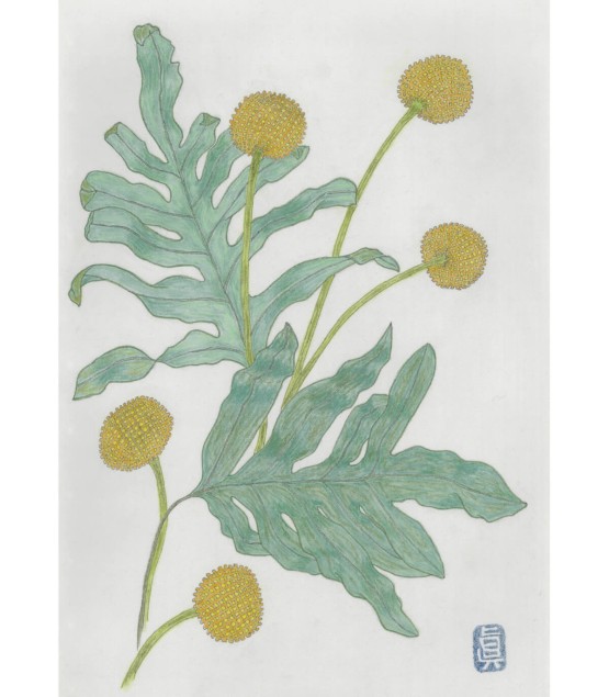 Botanical Drawing - Craspedia