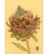 植物画 - Artichaut Fané 4 2025