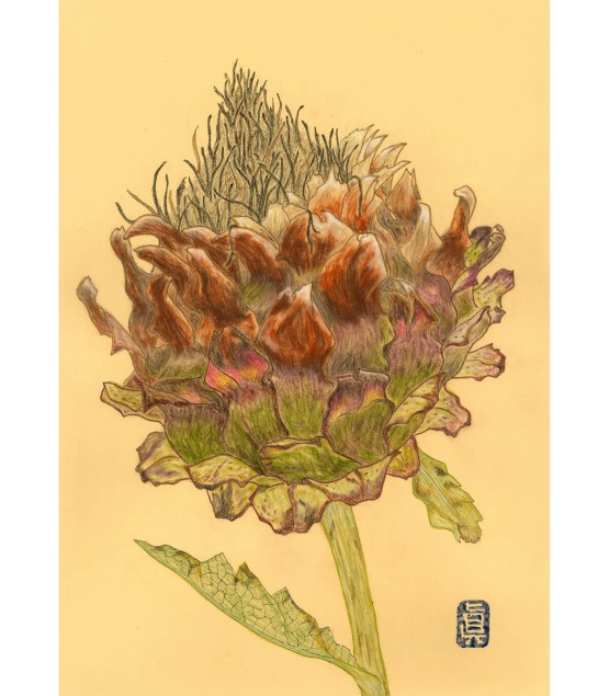 植物画 - Artichaut Fané 4 2025