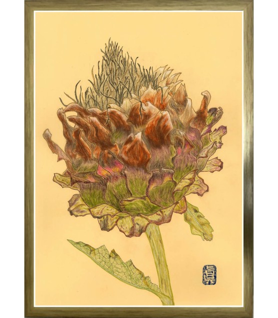 Dessin Botanique - Artichaut Fané 4 2025