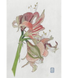 植物画 - Amalyris 2 2025