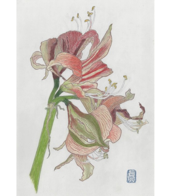 Botanical Drawing - Amalyris 2 2025