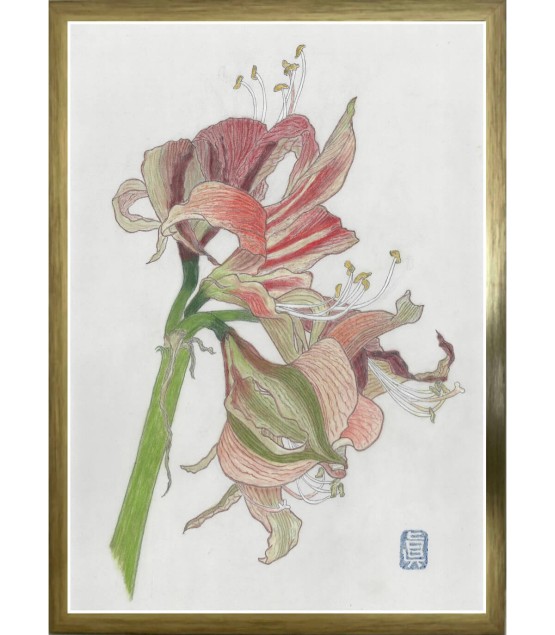 Dessin Botanique - Amalyris 2 2025