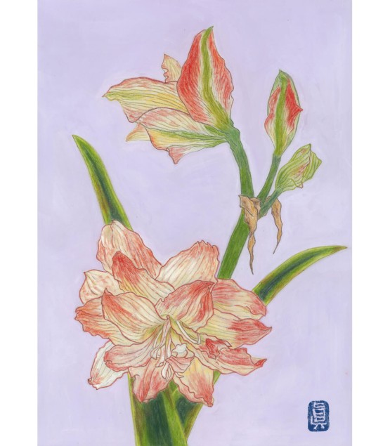 Botanical Drawing - Amalyris Blanc 2025