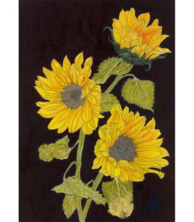 Dessin Botanique - Tournesol 6 2025