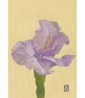 Botanical Drawing - Glaieul 2 2024
