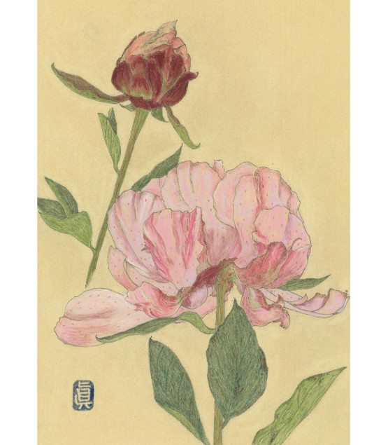 Botanical Drawing - Pivoine 2 2024