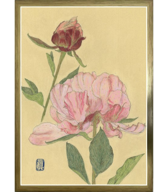 植物画 - Pivoine 2 2024