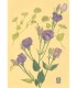 Botanical Drawing - Lisianthus