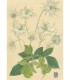 植物画 - Nigelle