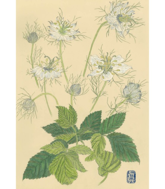 Botanical Drawing - Nigelle