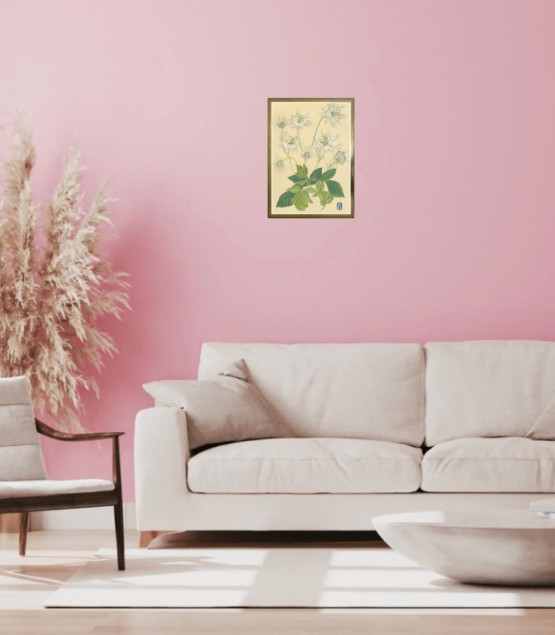 Botanical Drawing - Nigelle