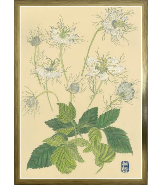 Dessin Botanique - Nigelle