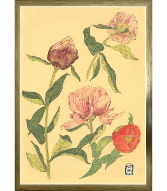 Botanical Drawing - Pivoine 3