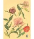 Botanical Drawing - Pivoine 3