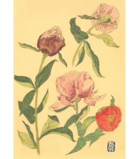 Dessin Botanique - Pivoine 3