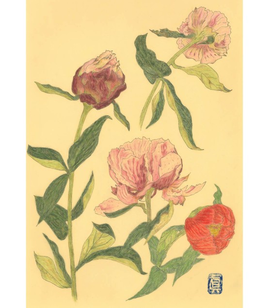 Botanical Drawing - Pivoine 3