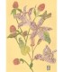植物画 - Orchidée-Gomphrena