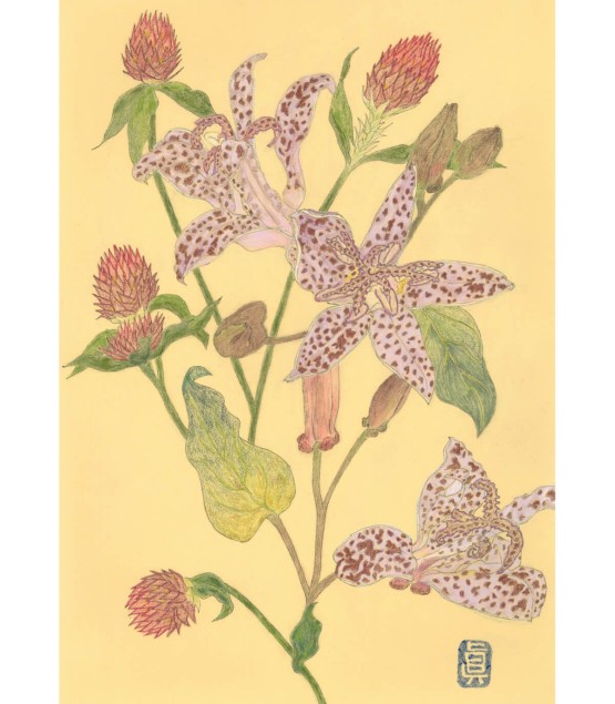 植物画 - Orchidée-Gomphrena