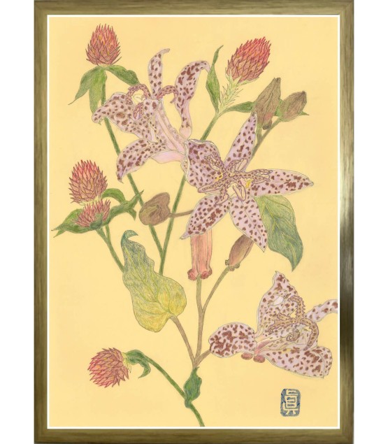 Botanical Drawing - Orchidée-Gomphrena