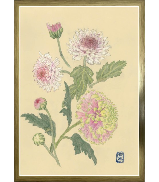 Botanical Drawing - Chrysanthème Rose Verte