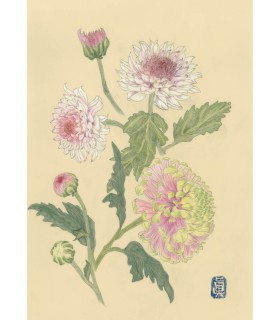 植物画 - Chrysanthème Rose Verte